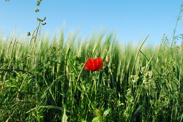 Gerste mit Mohnblume