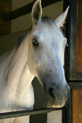 cavallo bianco