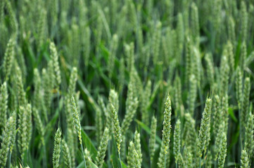 Fototapeta na wymiar spighe verdi di grano tenero in pieno campo #1