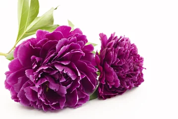 Peonies on White Background