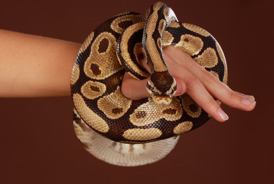 royal python snake