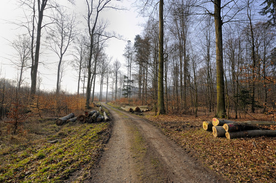 Forest path in Falck, Moselle, France
