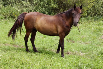 Horse on a pasture