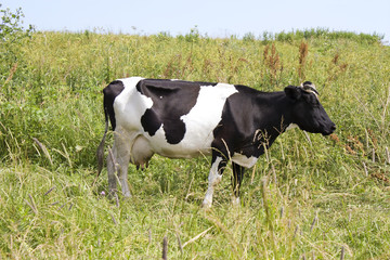 One old cow on a green field