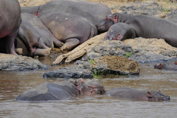 Hippo (Hippopotamus amphibius) at Mara river, Kenya
