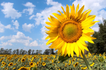 Sunflower field