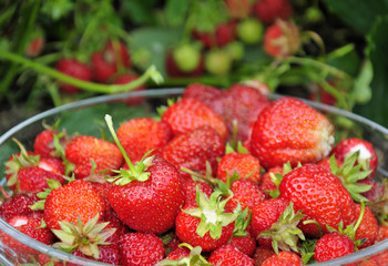 Juicy strawberry fruit in Swedish garden