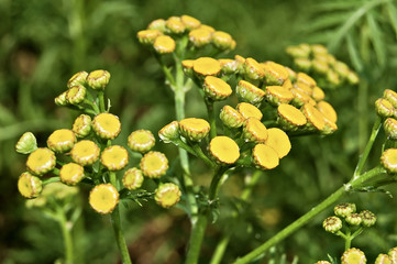 La menthe-coq ou grande balsamite