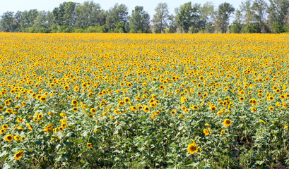 Fototapeta premium Sunflower field