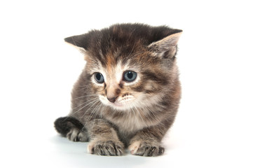 adorable tabby kltten on white