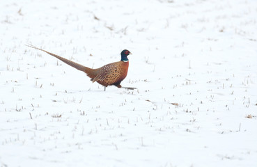 ring necked pheasant in snow covered field