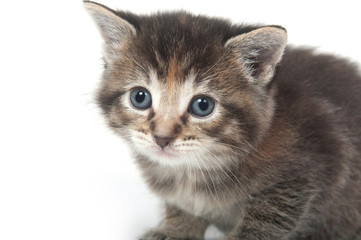 cute tabby kitten face