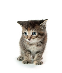 Cute tabby kitten on white