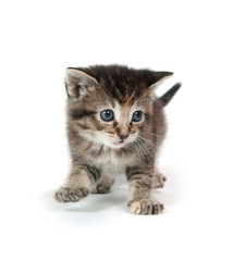 Cute tabby kitten on white