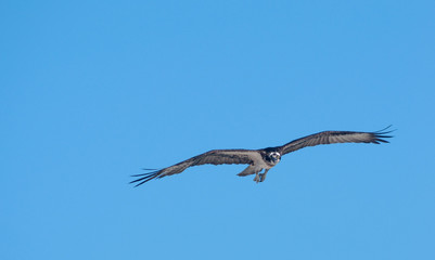 Osprey in flight