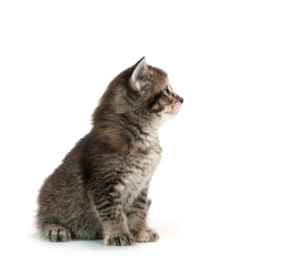 Cute tabby kitten on white