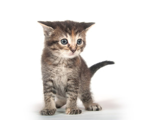 Cute tabby kitten standing on white