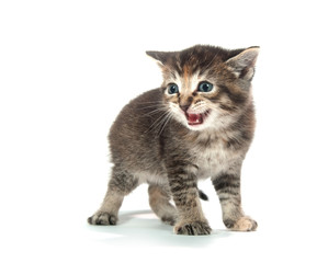 Cute tabby kitten on white