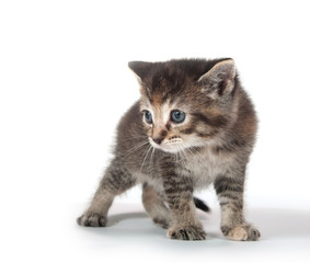Cute tabby kitten on white