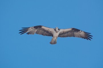 Osprey in flight