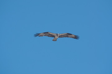 Osprey in flight