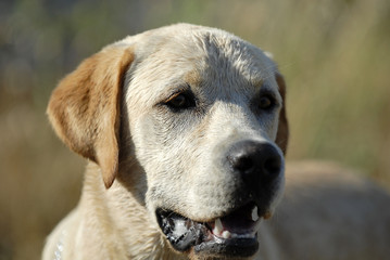 Labrador Retriever
