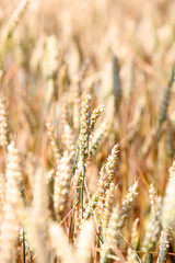 Closeup on wheat ear