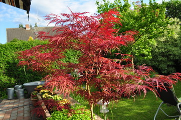 Obraz premium Der Rotahorn im Garten