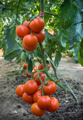 growth tomato