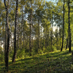 Fototapeta na wymiar Birch grove.