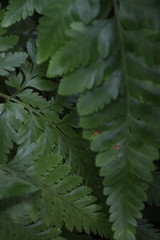 Ferns