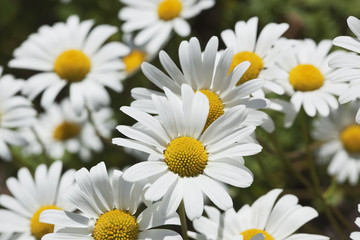 Obraz premium Field of daisies. Macro photo.