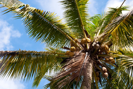 Bottom view of a palm tree with coconuts