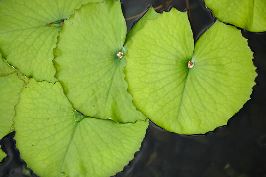 lotus leaf