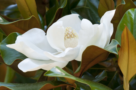 Fototapeta Flower of the Magnolia grandiflora