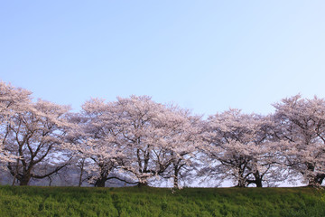 桜並木