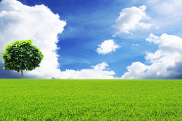 Green tree in a field on blue sky