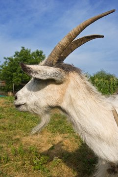 closeup head of goat