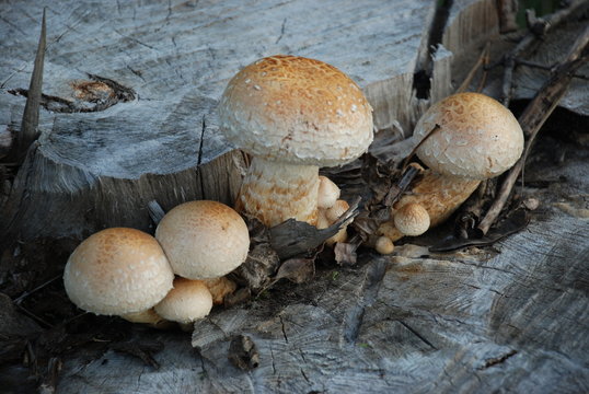 Mushrooms family on old stump  in forest.