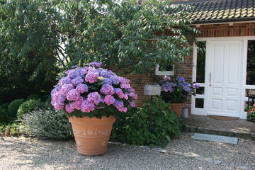 Ballhortensie XXL
