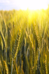 Fototapeta premium Ears of wheat in the sun rays