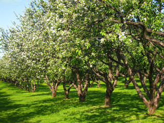 Fototapeta na wymiar Apple garden in blossom