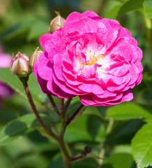 Pink rose on the bush close-up