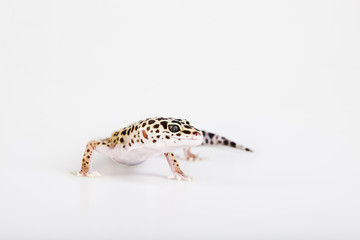 Young Leopard gecko a white background