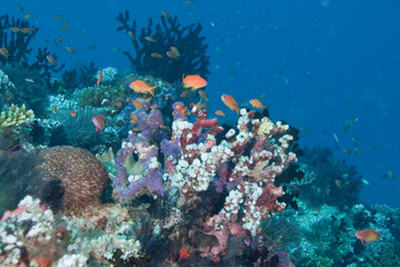 Fototapeta na wymiar Underwater - podwodny