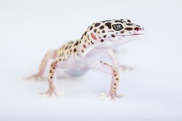 Gecko