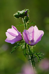 Backlit Hedgrow Cranes-bill flowers