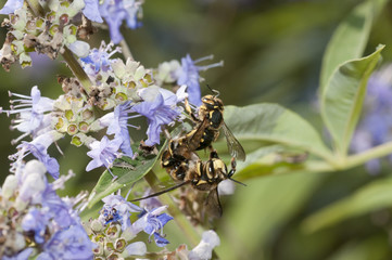 Mating of a bee-like fly, dipteron