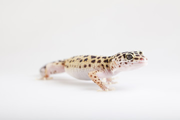 Gecko