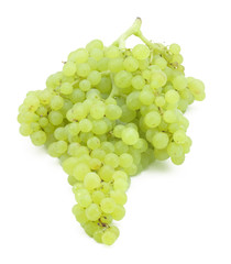 branch of green grapes